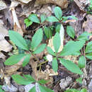 Image of dwarf ginseng