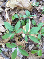 Image of dwarf ginseng