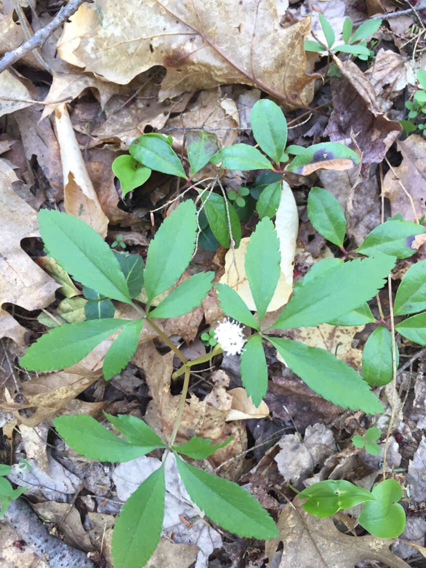 Image of dwarf ginseng