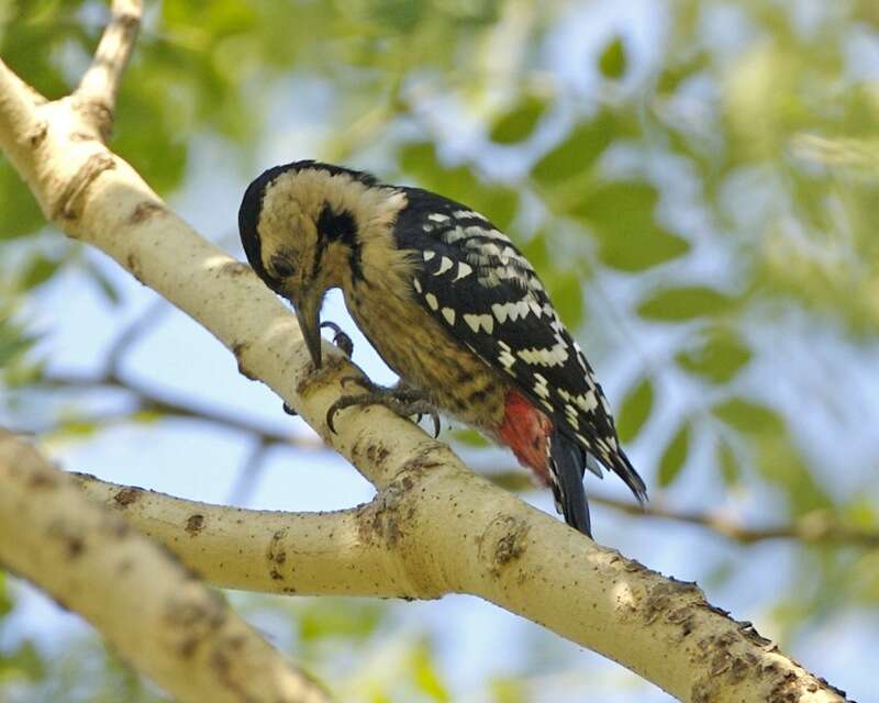 Image of Fulvous-breasted Woodpecker