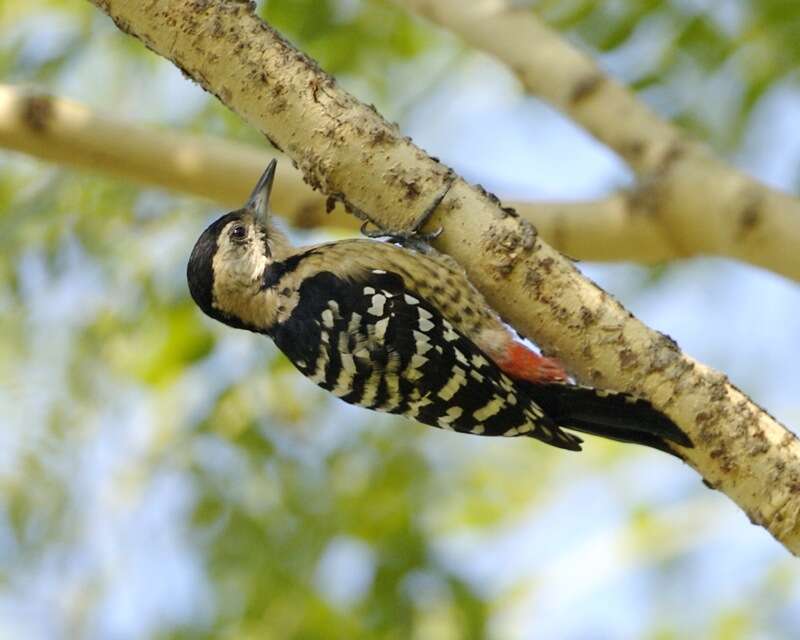 Image of Fulvous-breasted Woodpecker