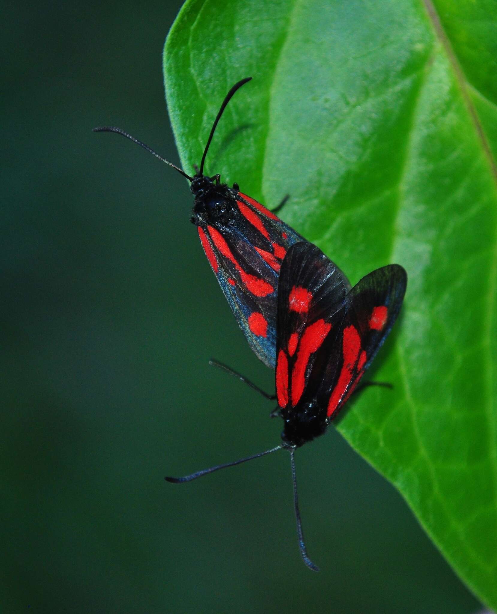 Image of <i>Zygaena romeo</i>