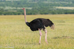 Image of Masai ostrich