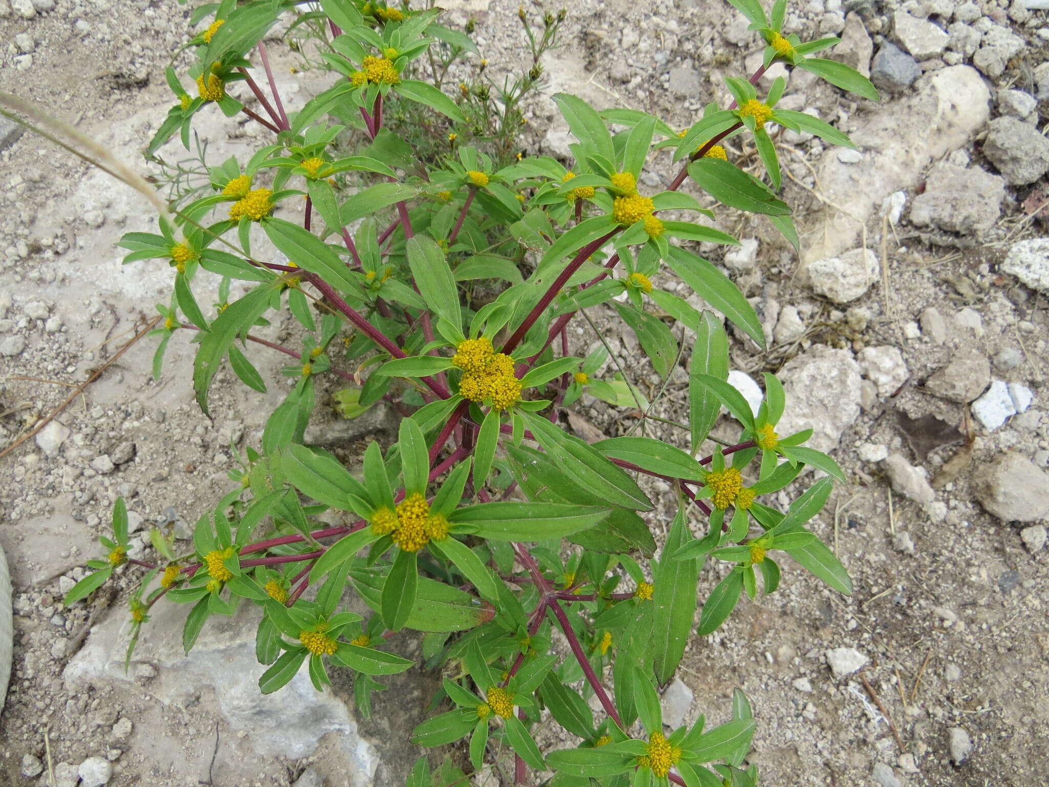 Image of clustered yellowtops