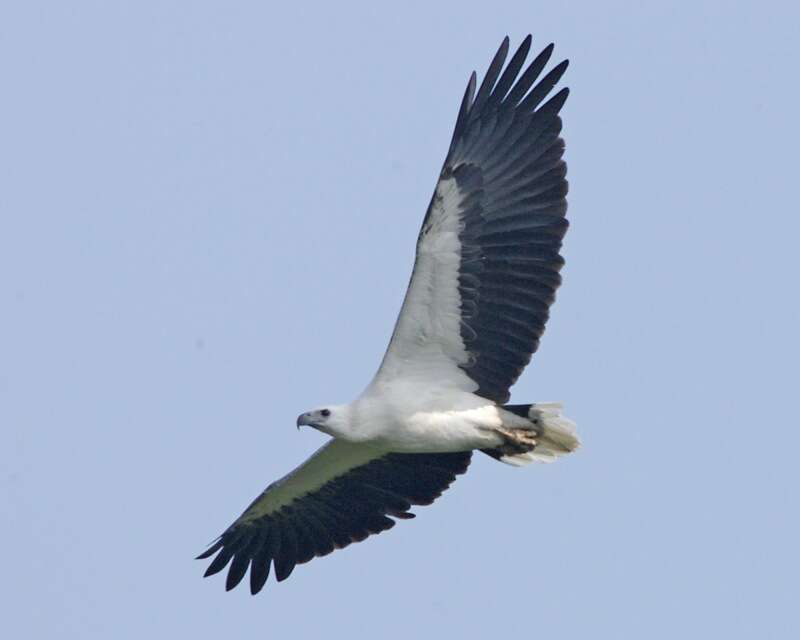 Image of White-bellied Sea Eagle