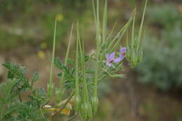 Image of Erodium hoefftianum C. A. Meyer