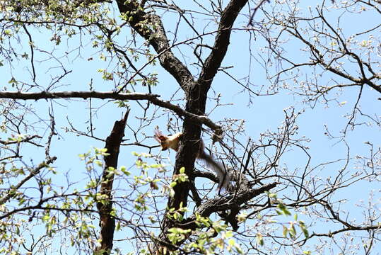 Image de Sciurus vulgaris exalbidus Pallas 1778