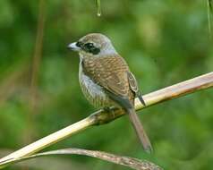 Image of true shrikes