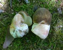 Image of Boletus atkinsonii Peck 1905