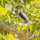 Image of Brown-rumped Minivet