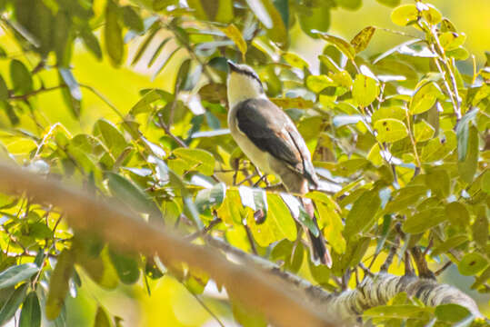 Pericrocotus cantonensis Swinhoe 1861 resmi