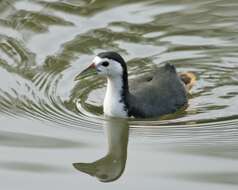 Image of White-breasted Waterhen