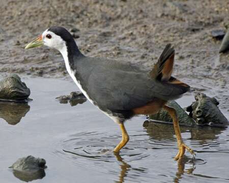 Image of White-breasted Waterhen