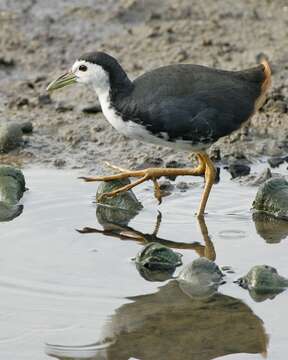 Image of White-breasted Waterhen