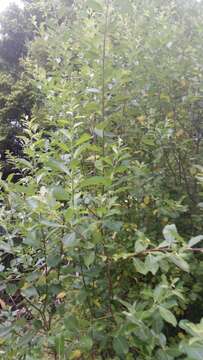 Imagem de Salix cinerea L.