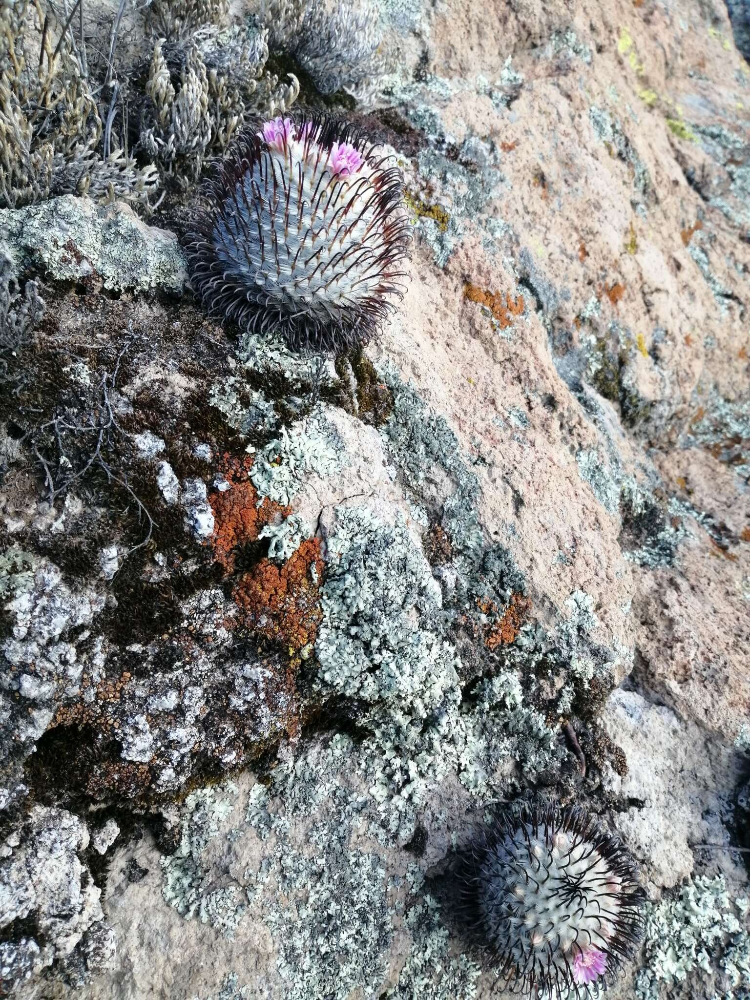 Image de Mammillaria perezdelarosae subsp. perezdelarosae