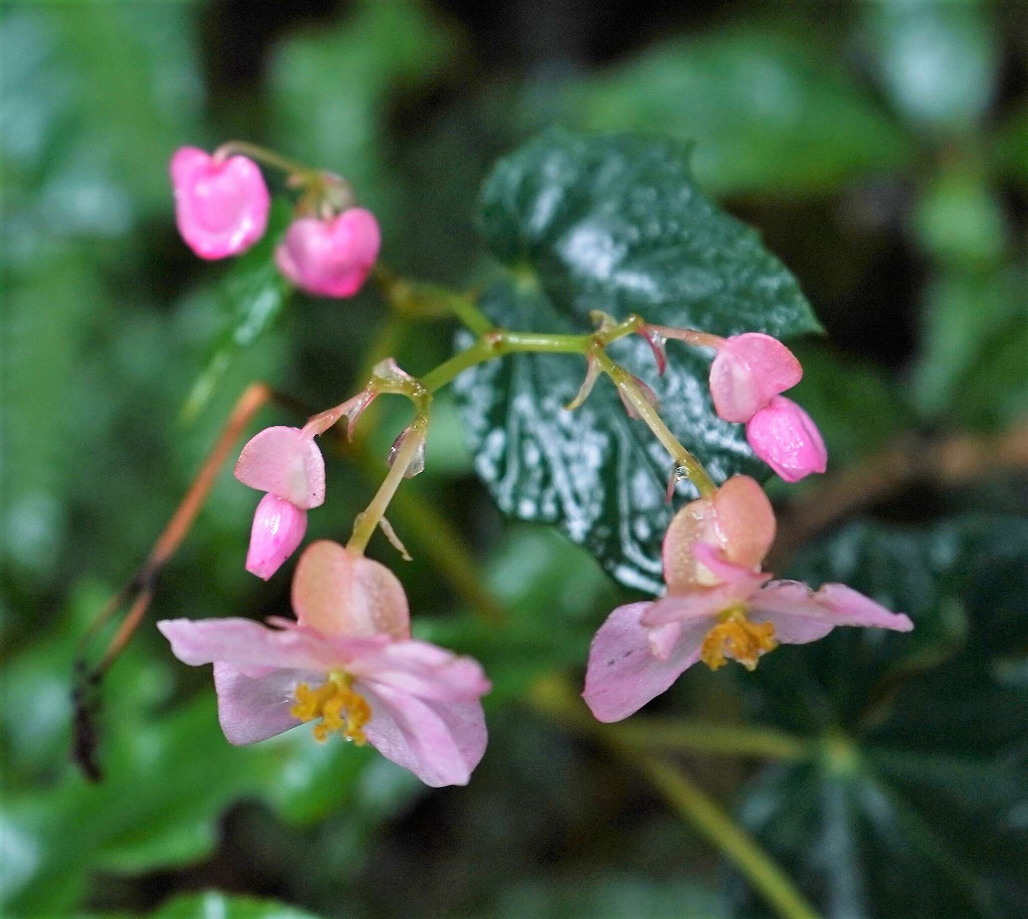 Image of Begonia formosana (Hayata) Masam.