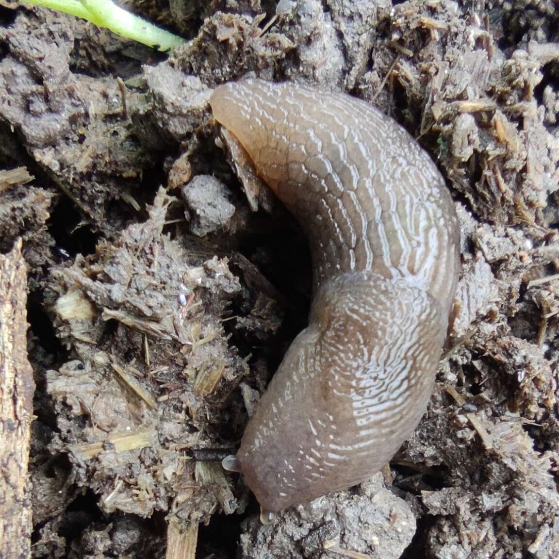 Image of Deroceras berytense (Bourguignat 1852)