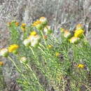 Image de Chrysocoma ciliata L.