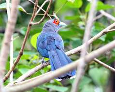 Image of Chestnut-bellied Malkoha