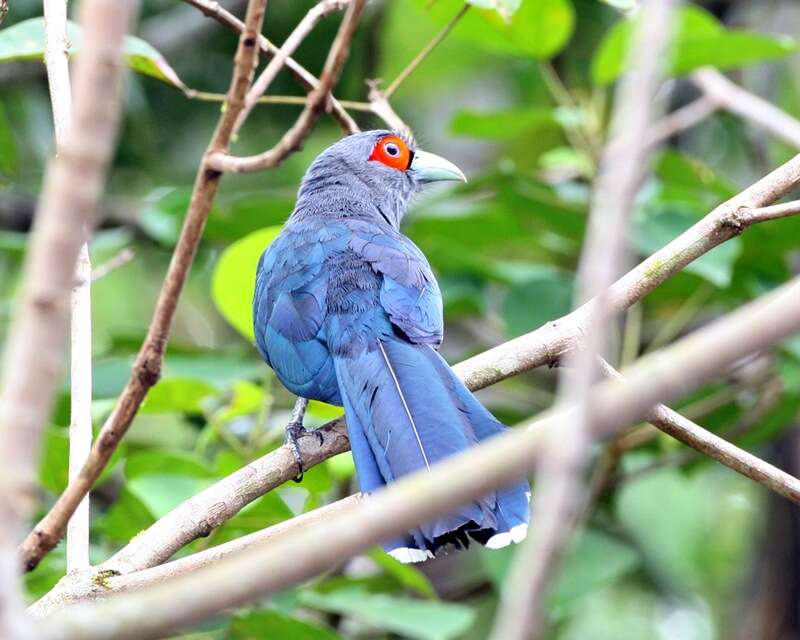 Image of Chestnut-bellied Malkoha