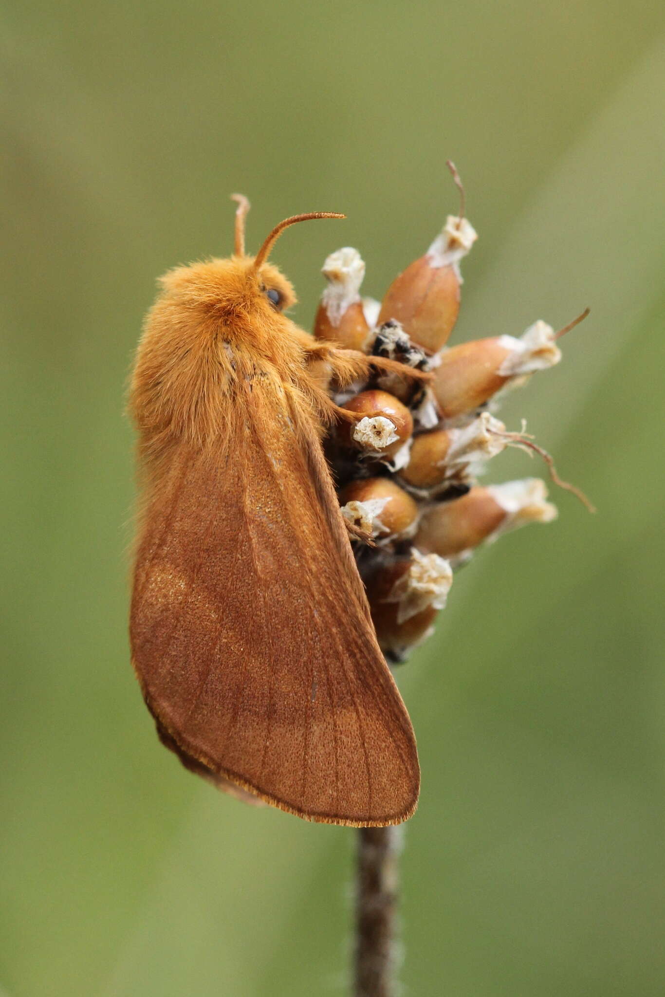 Image of Malacosoma alpicola Staudinger 1870