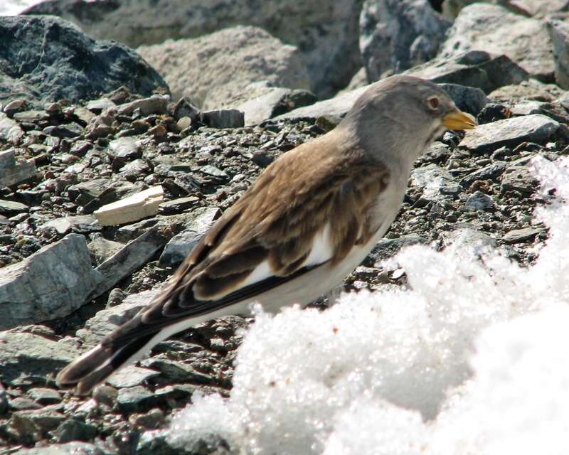 Image of Snow Finch