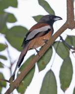 Image of Rufous Treepie