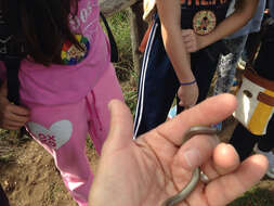 Image of California legless lizard