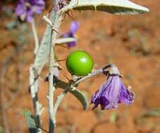 Image of Solanum austropiceum A. R. Bean