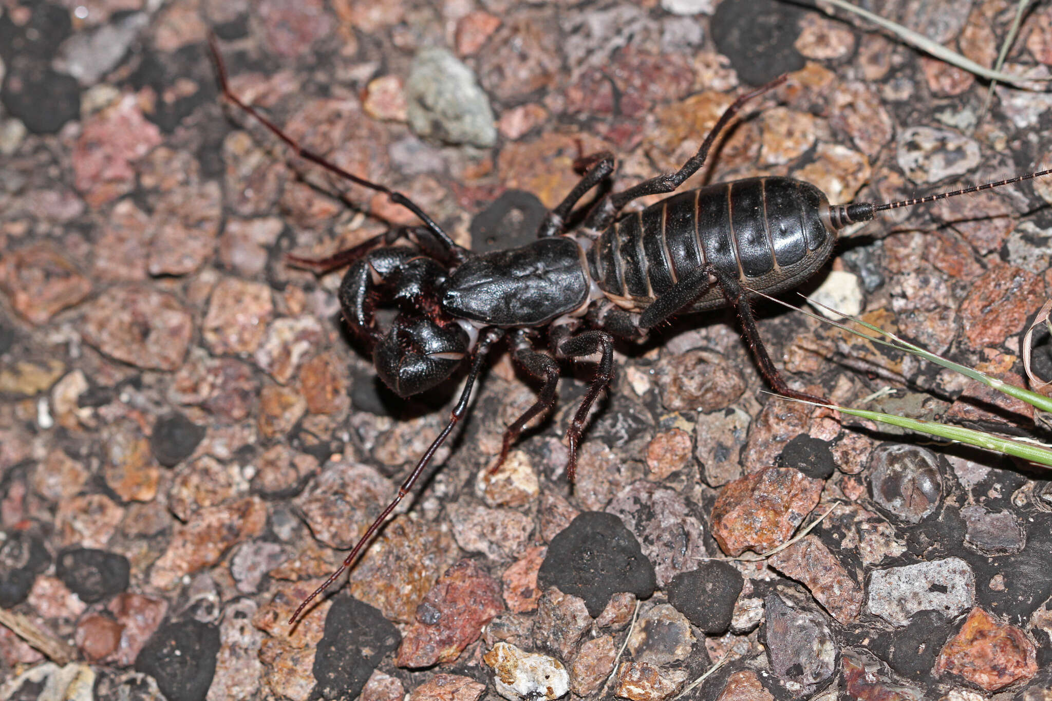 Image of Mastigoproctus Pocock 1894