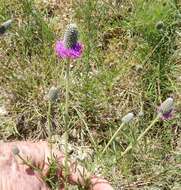 Image of compact prairie clover