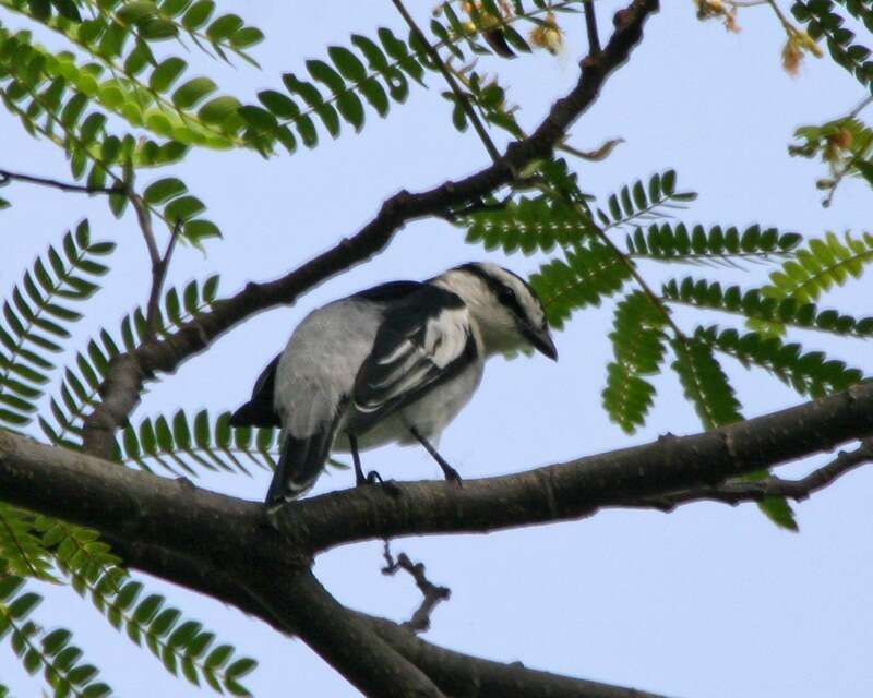 Image of Pied Triller