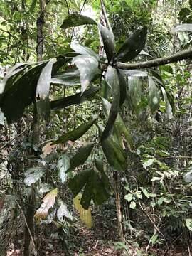 Imagem de Calamus caryotoides A. Cunn. ex Mart.