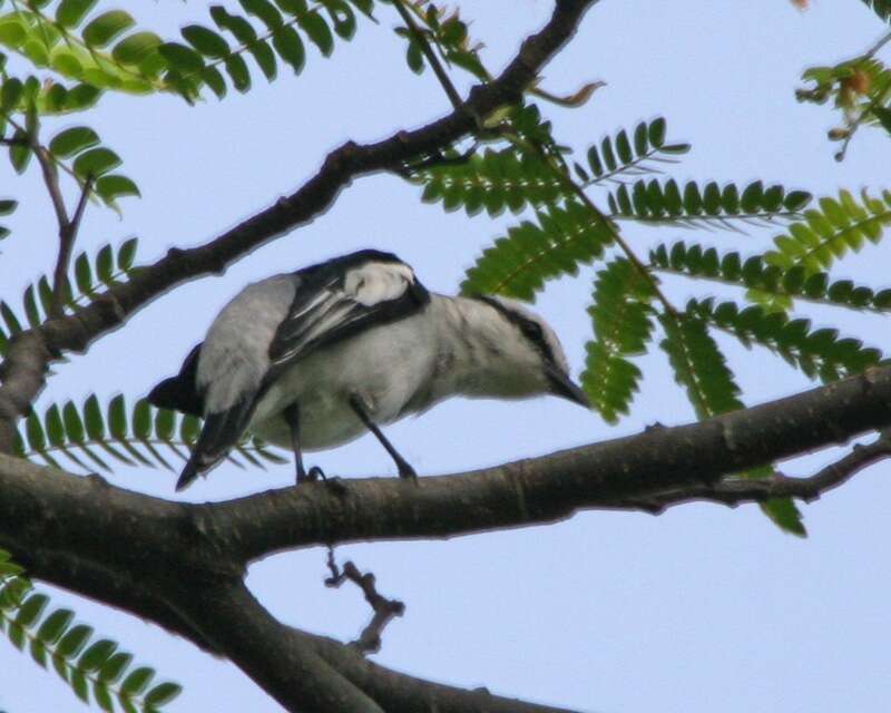 Image of Pied Triller