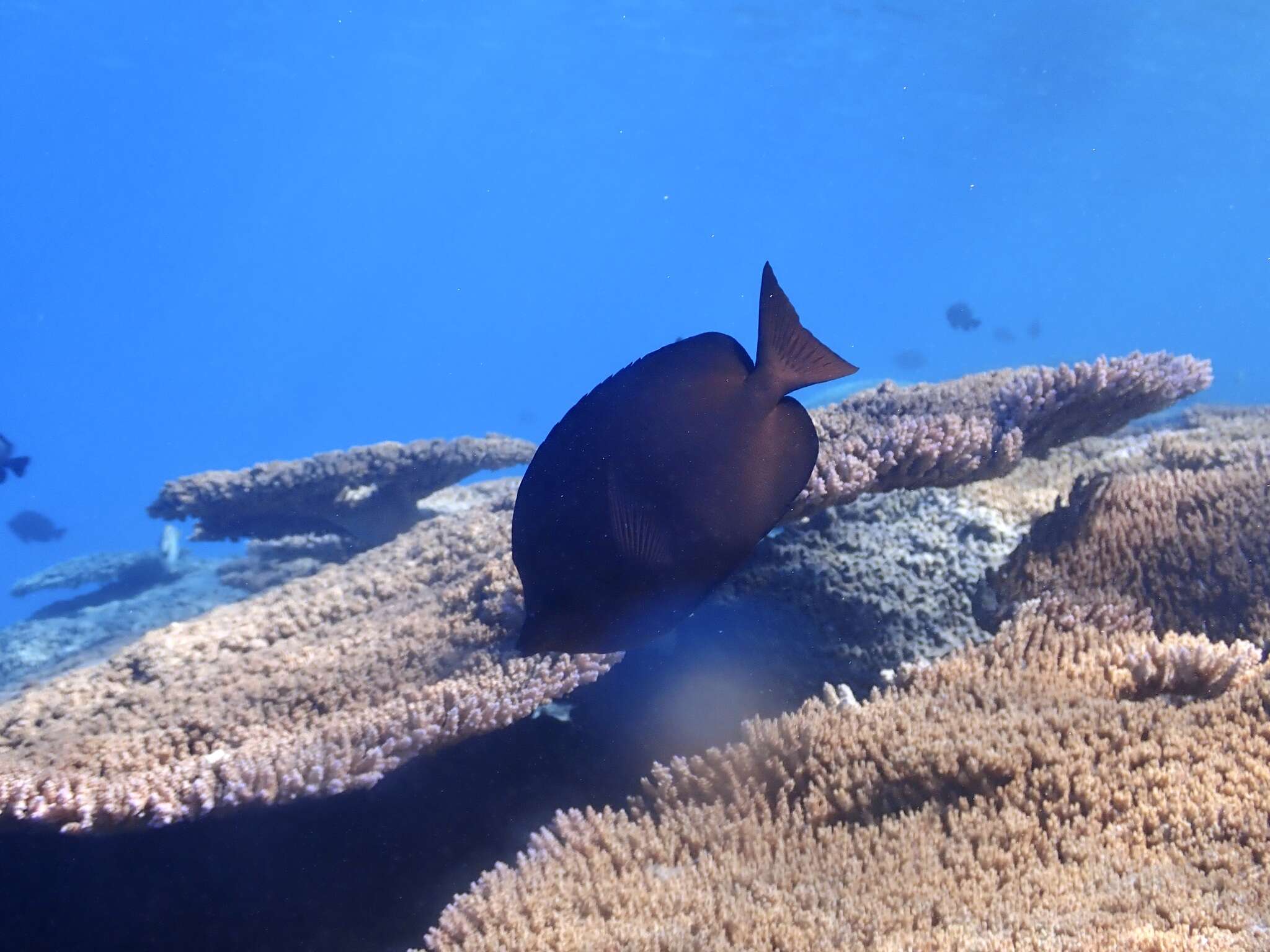 Image of Thompson's Butterflyfish