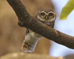 Image of Spotted Owlet