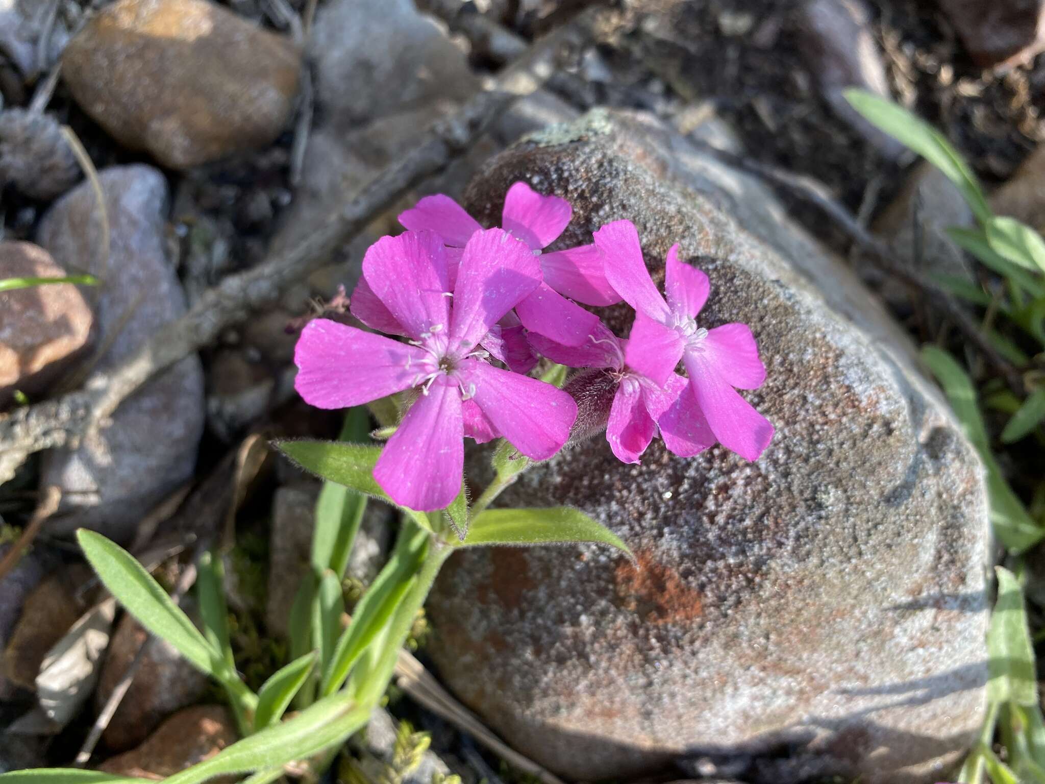 Слика од Silene caroliniana subsp. wherryi (Small) R. T. Clausen