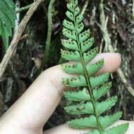 Polystichum formosanum Rosenst. resmi