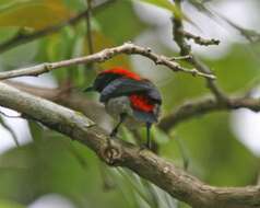 Image of Scarlet-backed Flowerpecker