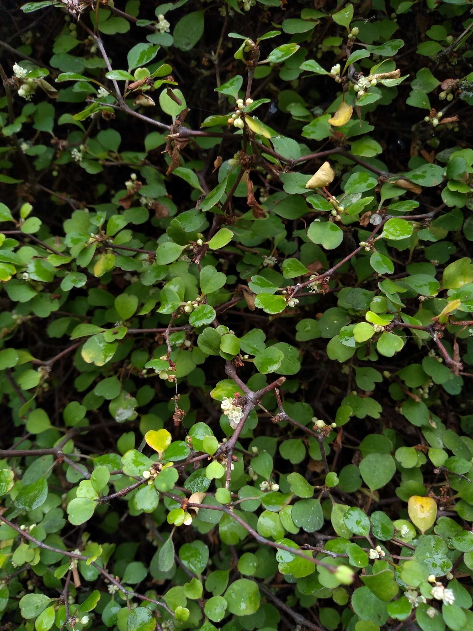 Image of Shrubby tororaro