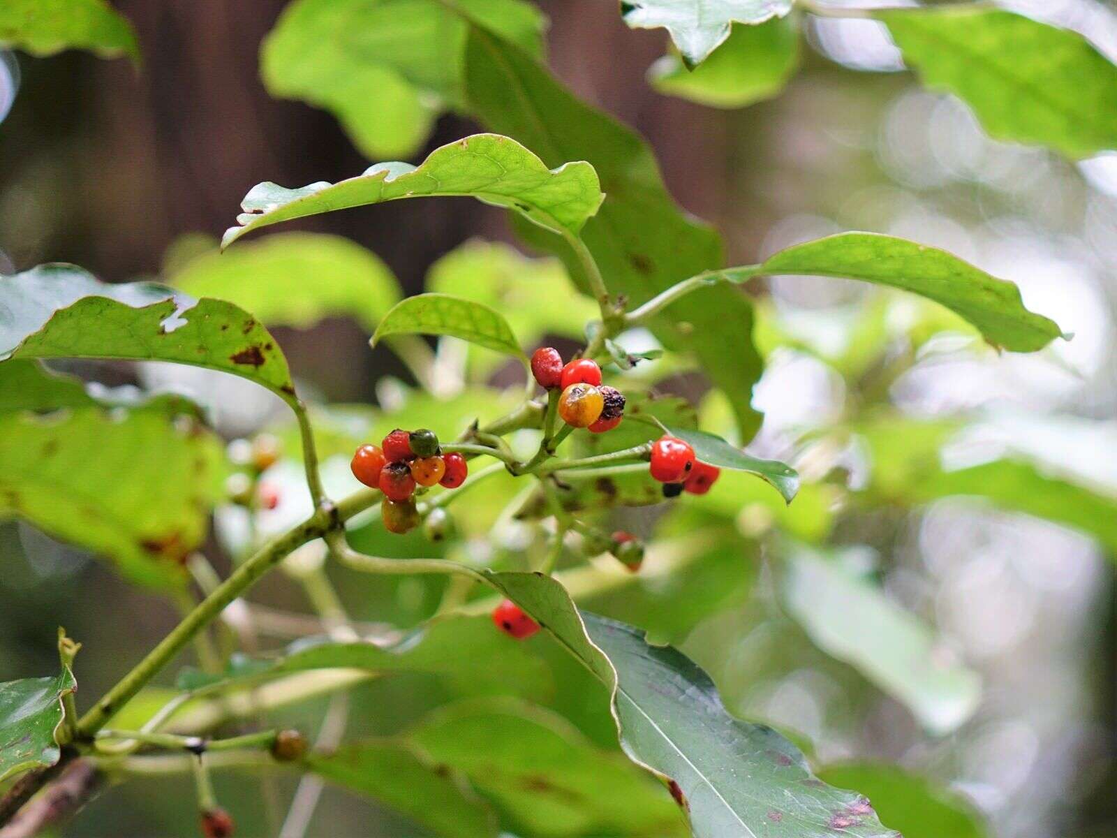 Imagem de Coprosma grandifolia Hook. fil.