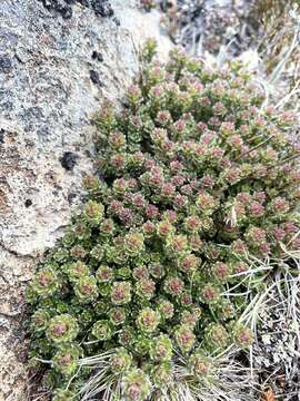 Image of Ozothamnus rodwayi A. E. Orchard