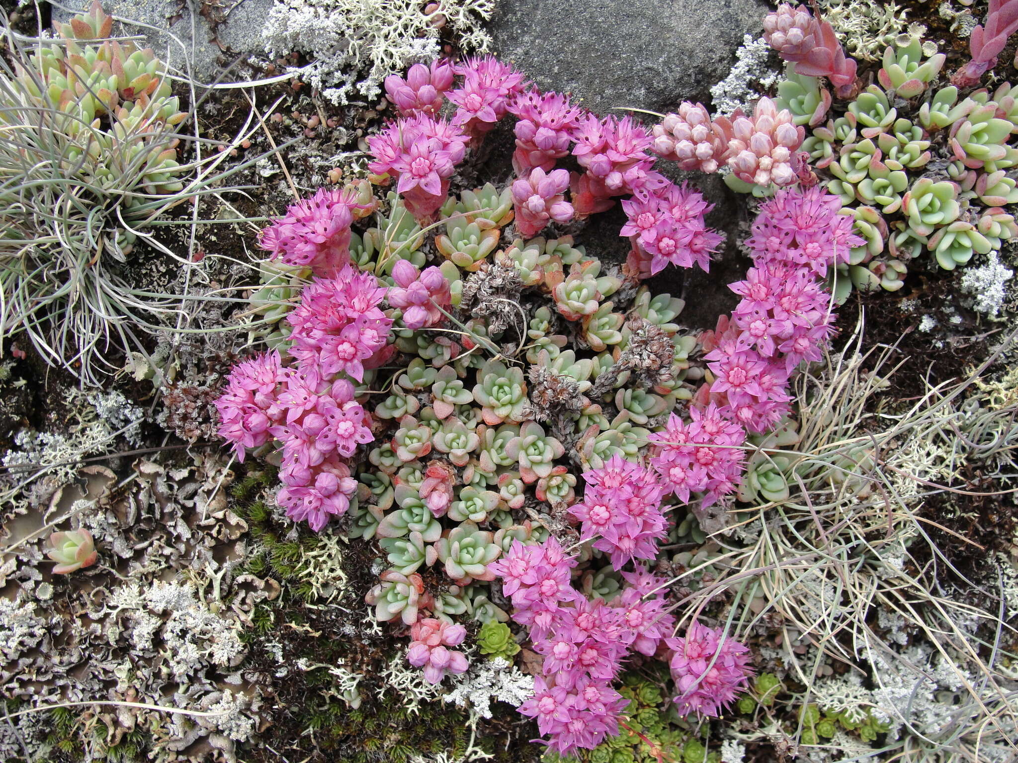 Image of Hylotelephium cyaneum (J. Rudolph) H. Ohba