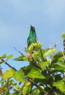 Nectarinia famosa famosa (Linnaeus 1766)的圖片