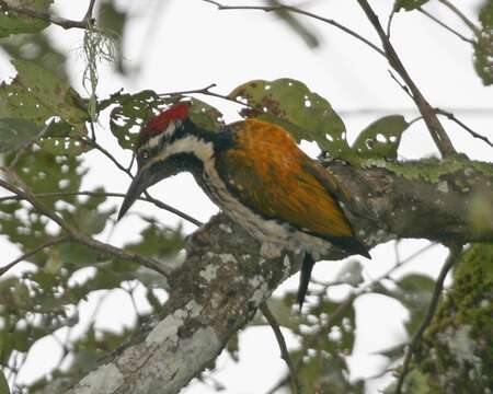 Image of Black-rumped Flameback