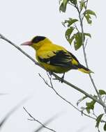 Image of Black-naped Oriole