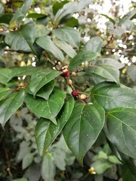 Image of Ficus colubrinae Standl.