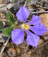 Слика од Scaevola calliptera Benth.