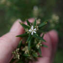 Plancia ëd Leucopogon obovatus subsp. revolutus (R. Br.) Hislop